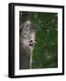 USA, Washington. Male Pileated Woodpecker at Nest Hole in Alder Snag-Gary Luhm-Framed Photographic Print