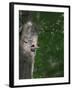 USA, Washington. Male Pileated Woodpecker at Nest Hole in Alder Snag-Gary Luhm-Framed Photographic Print