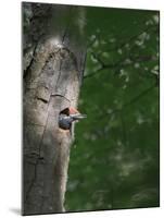 USA, Washington. Male Pileated Woodpecker at Nest Hole in Alder Snag-Gary Luhm-Mounted Photographic Print
