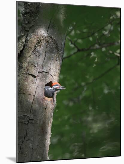 USA, Washington. Male Pileated Woodpecker at Nest Hole in Alder Snag-Gary Luhm-Mounted Photographic Print