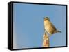 USA, Washington. Marsh Wren Sings from a Cattai at Union Bay-Gary Luhm-Framed Stretched Canvas