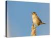 USA, Washington. Marsh Wren Sings from a Cattai at Union Bay-Gary Luhm-Stretched Canvas