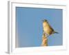 USA, Washington. Marsh Wren Sings from a Cattai at Union Bay-Gary Luhm-Framed Photographic Print