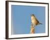 USA, Washington. Marsh Wren Sings from a Cattai at Union Bay-Gary Luhm-Framed Photographic Print