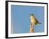 USA, Washington. Marsh Wren Sings from a Cattai at Union Bay-Gary Luhm-Framed Photographic Print