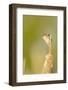 USA, Washington. Marsh Wren Sings from a Cattai at Union Bay-Gary Luhm-Framed Photographic Print