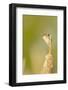 USA, Washington. Marsh Wren Sings from a Cattai at Union Bay-Gary Luhm-Framed Photographic Print