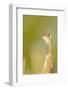 USA, Washington. Marsh Wren Sings from a Cattai at Union Bay-Gary Luhm-Framed Photographic Print