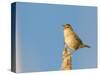 USA, Washington. Marsh Wren Sings from a Cattai at Union Bay-Gary Luhm-Stretched Canvas