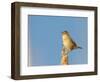 USA, Washington. Marsh Wren Sings from a Cattai at Union Bay-Gary Luhm-Framed Photographic Print