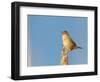 USA, Washington. Marsh Wren Sings from a Cattai at Union Bay-Gary Luhm-Framed Photographic Print