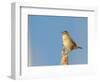 USA, Washington. Marsh Wren Sings from a Cattai at Union Bay-Gary Luhm-Framed Photographic Print