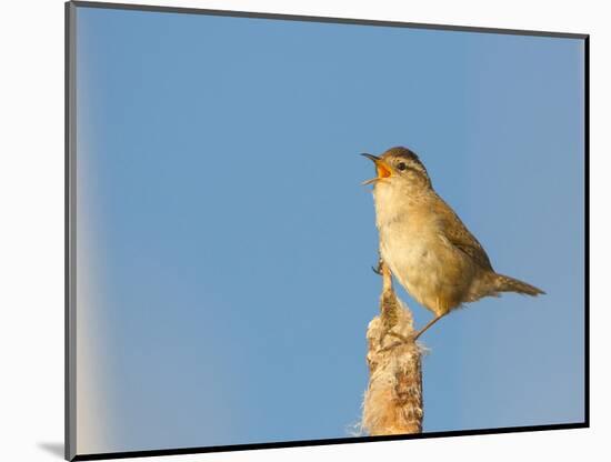 USA, Washington. Marsh Wren Sings from a Cattai at Union Bay-Gary Luhm-Mounted Photographic Print