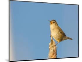 USA, Washington. Marsh Wren Sings from a Cattai at Union Bay-Gary Luhm-Mounted Photographic Print