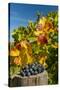 USA, Washington. Merlot Grapes in Eastern Washington Vineyard-Richard Duval-Stretched Canvas