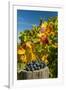 USA, Washington. Merlot Grapes in Eastern Washington Vineyard-Richard Duval-Framed Premium Photographic Print