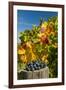 USA, Washington. Merlot Grapes in Eastern Washington Vineyard-Richard Duval-Framed Premium Photographic Print