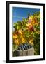 USA, Washington. Merlot Grapes in Eastern Washington Vineyard-Richard Duval-Framed Premium Photographic Print