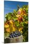 USA, Washington. Merlot Grapes in Eastern Washington Vineyard-Richard Duval-Mounted Premium Photographic Print