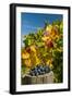 USA, Washington. Merlot Grapes in Eastern Washington Vineyard-Richard Duval-Framed Photographic Print