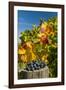 USA, Washington. Merlot Grapes in Eastern Washington Vineyard-Richard Duval-Framed Photographic Print