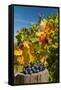 USA, Washington. Merlot Grapes in Eastern Washington Vineyard-Richard Duval-Framed Stretched Canvas