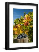 USA, Washington. Merlot Grapes in Eastern Washington Vineyard-Richard Duval-Framed Photographic Print