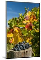 USA, Washington. Merlot Grapes in Eastern Washington Vineyard-Richard Duval-Mounted Photographic Print