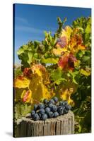 USA, Washington. Merlot Grapes in Eastern Washington Vineyard-Richard Duval-Stretched Canvas