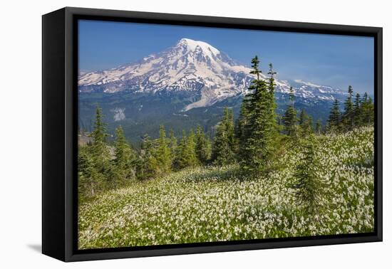 USA, Washington, Mount Rainier NP. Avalanche Lilies and Mount Rainier-Jaynes Gallery-Framed Stretched Canvas