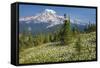 USA, Washington, Mount Rainier NP. Avalanche Lilies and Mount Rainier-Jaynes Gallery-Framed Stretched Canvas