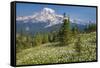 USA, Washington, Mount Rainier NP. Avalanche Lilies and Mount Rainier-Jaynes Gallery-Framed Stretched Canvas