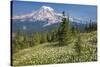 USA, Washington, Mount Rainier NP. Avalanche Lilies and Mount Rainier-Jaynes Gallery-Stretched Canvas