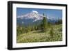 USA, Washington, Mount Rainier NP. Avalanche Lilies and Mount Rainier-Jaynes Gallery-Framed Photographic Print