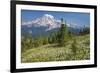 USA, Washington, Mount Rainier NP. Avalanche Lilies and Mount Rainier-Jaynes Gallery-Framed Photographic Print