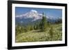 USA, Washington, Mount Rainier NP. Avalanche Lilies and Mount Rainier-Jaynes Gallery-Framed Photographic Print