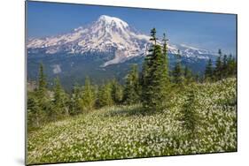 USA, Washington, Mount Rainier NP. Avalanche Lilies and Mount Rainier-Jaynes Gallery-Mounted Photographic Print