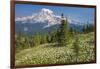 USA, Washington, Mount Rainier NP. Avalanche Lilies and Mount Rainier-Jaynes Gallery-Framed Photographic Print