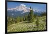 USA, Washington, Mount Rainier NP. Avalanche Lilies and Mount Rainier-Jaynes Gallery-Framed Photographic Print