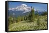 USA, Washington, Mount Rainier NP. Avalanche Lilies and Mount Rainier-Jaynes Gallery-Framed Stretched Canvas