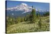 USA, Washington, Mount Rainier NP. Avalanche Lilies and Mount Rainier-Jaynes Gallery-Stretched Canvas