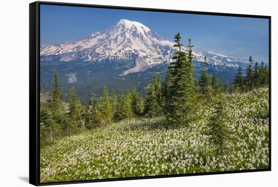 USA, Washington, Mount Rainier NP. Avalanche Lilies and Mount Rainier-Jaynes Gallery-Framed Stretched Canvas