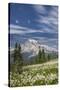 USA, Washington, Mount Rainier NP. Avalanche Lilies and Mount Rainier-Jaynes Gallery-Stretched Canvas