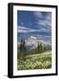 USA, Washington, Mount Rainier NP. Avalanche Lilies and Mount Rainier-Jaynes Gallery-Framed Premium Photographic Print