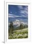 USA, Washington, Mount Rainier NP. Avalanche Lilies and Mount Rainier-Jaynes Gallery-Framed Premium Photographic Print