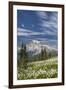 USA, Washington, Mount Rainier NP. Avalanche Lilies and Mount Rainier-Jaynes Gallery-Framed Premium Photographic Print
