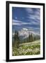 USA, Washington, Mount Rainier NP. Avalanche Lilies and Mount Rainier-Jaynes Gallery-Framed Premium Photographic Print