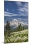 USA, Washington, Mount Rainier NP. Avalanche Lilies and Mount Rainier-Jaynes Gallery-Mounted Premium Photographic Print