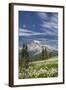 USA, Washington, Mount Rainier NP. Avalanche Lilies and Mount Rainier-Jaynes Gallery-Framed Photographic Print