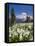 USA, Washington, Mount Rainier NP. Avalanche Lilies and Mount Rainier-Jaynes Gallery-Framed Stretched Canvas